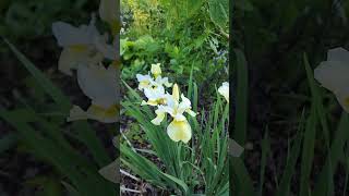 Bearded iris