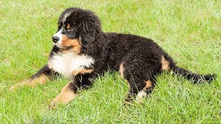 Bernese Mountain Dog and Scent Work