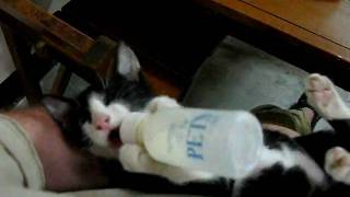 Ranong - kitty feeding from milk bottle