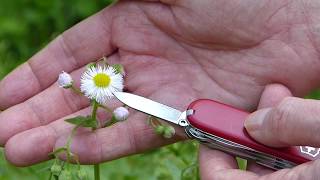 Woodland Edge: Philadelphia Fleabane