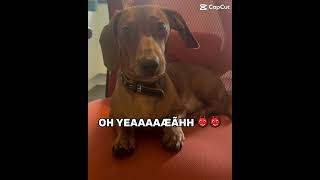 Who took the cookie? #dacshund #puppy #memes #meme #memesdaily