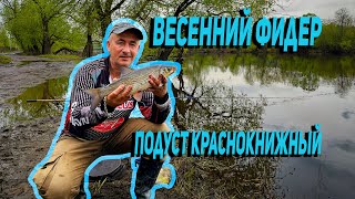 Весенний фидер. Подуст краснокнижный. Влог