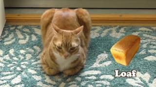 When Cats Look Like Bread