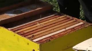 Hostabee connected hives create buzz in the bee business