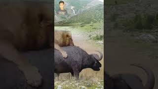 Wild Bulls And Buffalos With Lion