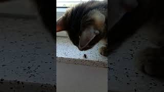 Cat life, Lilly catches a fly #cat #catlover #cute #funntcats