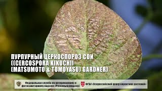 Пурпурный церкоспороз сои ((Cercospora kikuchii (Matsumoto & Tomoyasu) Gardner)