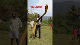 সবথেকে বড় বিষধর সাপ কিং কোবরা | World's Largest Venomous Snake King Cobra #snake #সাপ