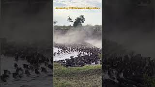 😲Wildebeests enchanting migration😍#youtube #wildebeests #amazingfacts #ytshorts #shorts