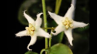 My Favorite New Small Leaved Hoya