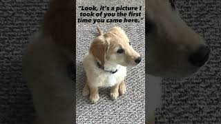 Remake of my old edit - #shorts #goldenretriever