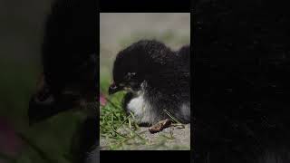 A  Black chick resting on a sunny day #shortsyoutube #bird #nature