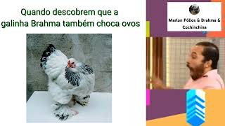 Quando a pessoa descobre que a galinha Brahma também choca ovos galinha_choca Brahma light