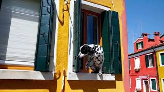 The camera directly faces colorful buildings in Burano Italy. An adorable dalmation looks through.