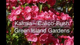 Kalmia- The Calico-Bush