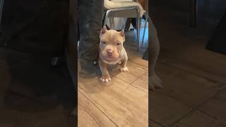 Extreme Build Pocket American Bully Puppy at 9 weeks old #puppy #pocketbullypuppy