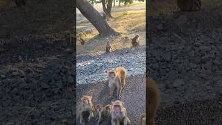 monkey 🐒🐒 eating biscuits 🍥#monkey #biscuit #monkeys #viralshort #viral#lucknow #army#food#homemade