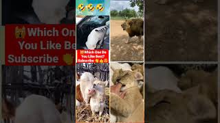 Respect😍💯🔥💯😍 #shorts #tiktok #animals