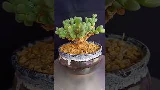 Satisfying Succulent Diy #37