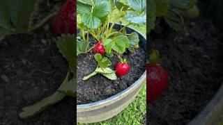 How about them Strawberries 🍓 #gardening  #strawberry #shorts