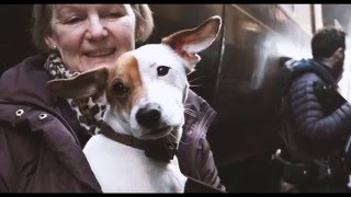 The Danish Girl: Pixie The Dog - Behind The Scenes Exclusive