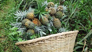 pineapple | meghalaya | blogs | trending