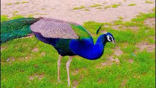 Hungry Beautiful Peacock is eating food#peacock #Tharparkar #thar #birds