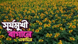 সূর্যমুখী বাগানে একদিন