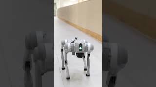 Explore campus with our #robotic dog! 🐶