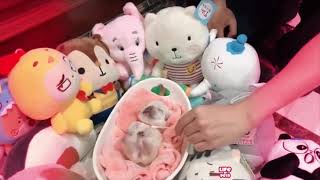 Baby Dogs  Cute and Funny Dog Videos Compilation