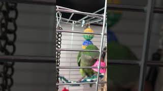 Quaker - monk-kalita parrot! Gucci !!! 7-day habituation, adaptation in the new house