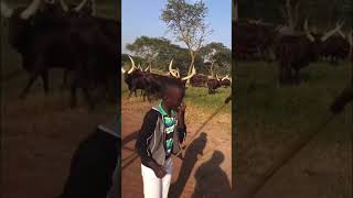 Mother’s love(Ankole cattle)