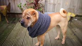 Snood for dogs advert