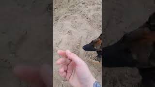 Belgian malinois puppy playing in the sand 😍 ⛱️