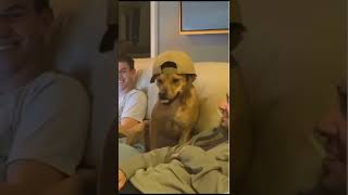 wait for it #shorts #dogs #smart #intelligence