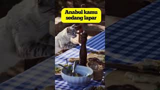 Kucing Kamu Sering Mengeong Tiap Malam? Eitss Jangan Panik, Ini Dia Penyebabnya!