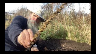 Semer les fleurs et arbres indigènes en automne et en hiver