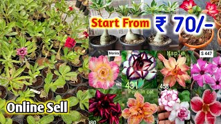 ₹ 70 each grafted adenium plant online sell very cheap price