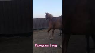 жеребец  годовалый , крупный , резвый , находится в Татарстане,  89600723983