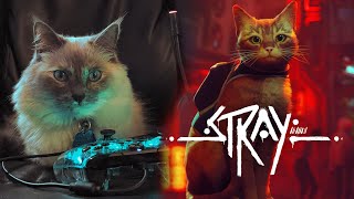 A REAL CAT plays Stray! | xxVanillaBeanieBaby47