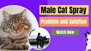 Why Do Male Cats Spray? | Scent Marking Secrets: Exploring Male Cat Spraying Behavior