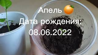 Мои цитрусы которые выросли из косточки и их имена💞🌱(немного о них)