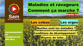 Maladies et ravageurs des colzas et des orges. Observations, cycles et fonctionnements. Partie 1/2