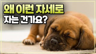 강아지가 편하게 잠을 자고 있나요? 강아지 수면자세로 보는 심리상태.