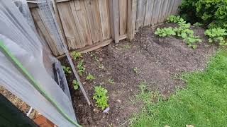 Veggie Garden update