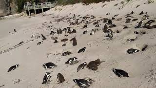 Penguins in Boulders Beach - South Africa - May 2018