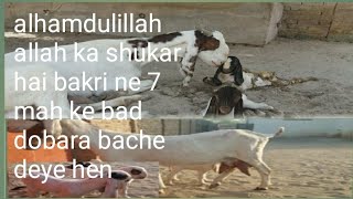 Masha ALLAH الحمدللہ| Alhamdulillah ALLAH ka shukar hai bakri ne 7 mah ke bad dobara bache deye hen.