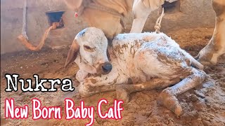 Baby Calf Being Born At Hamdan Cattle Farm & Palai Centre|