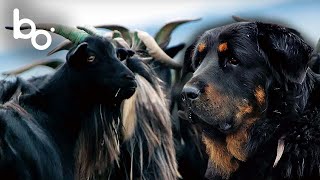 Chien de Berger : Gardien des Steppes de Mongolie | Nature | Monde Sauvage | BOREALES