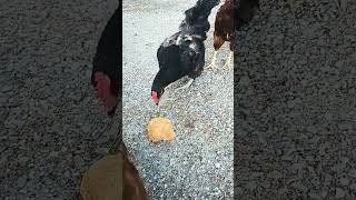 Chickens Realize Sesame Roll Is Delicious